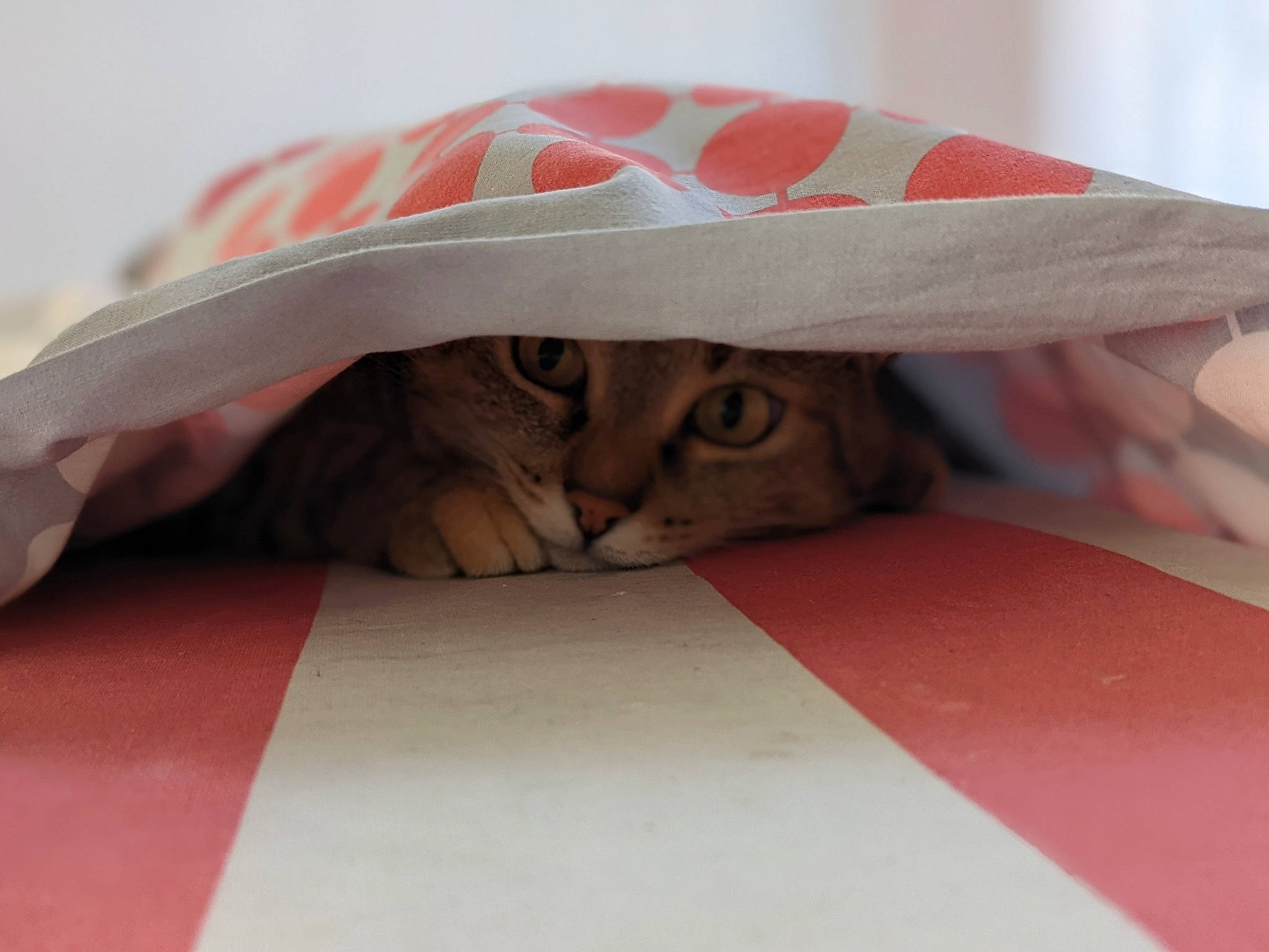 Iris participe au concours pour gagner de l'argent avec cette photo : carmine, carnivore, cat, comfort, eyewear, fashion_accessory, fawn, felidae, flooring, font, fur, hat, linens, paper_product, peach, pink, small_to_medium_sized_cats, sun_hat, textile, whiskers