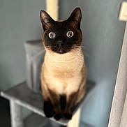 Shadow participe au concours pour gagner de l'argent avec cette photo : cat, siamese_cat, blue_eyes, pet, indoor, cat_tree, feline, animal, cute, whiskers, fur, portrait, looking, sitting, focused, home, blurred_background, ears, alert, mammal