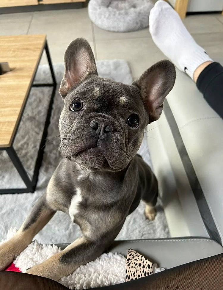 Oslo a rejoint le concours — aidez-le/la à gagner de superbes lots ! bulldog, canidae, carnivore, companion_dog, dog, dog_breed, dog_collar, ear, fawn, french_bulldog, kitchen_utensil, non_sporting_group, snout, sporting_group, terrestrial_animal, toy_dog, whiskers, wood, working_animal, wrinkle