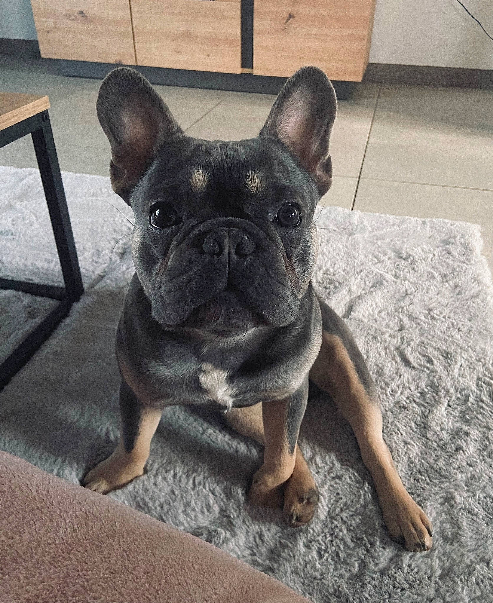 Oslo participe au concours pour gagner de l'argent avec cette photo : bulldog, canidae, carnivore, companion_dog, dog, dog_breed, ear, eye, fawn, flooring, french_bulldog, grass, human_body, snout, sporting_group, terrestrial_animal, toy_dog, whiskers, working_animal, wrinkle