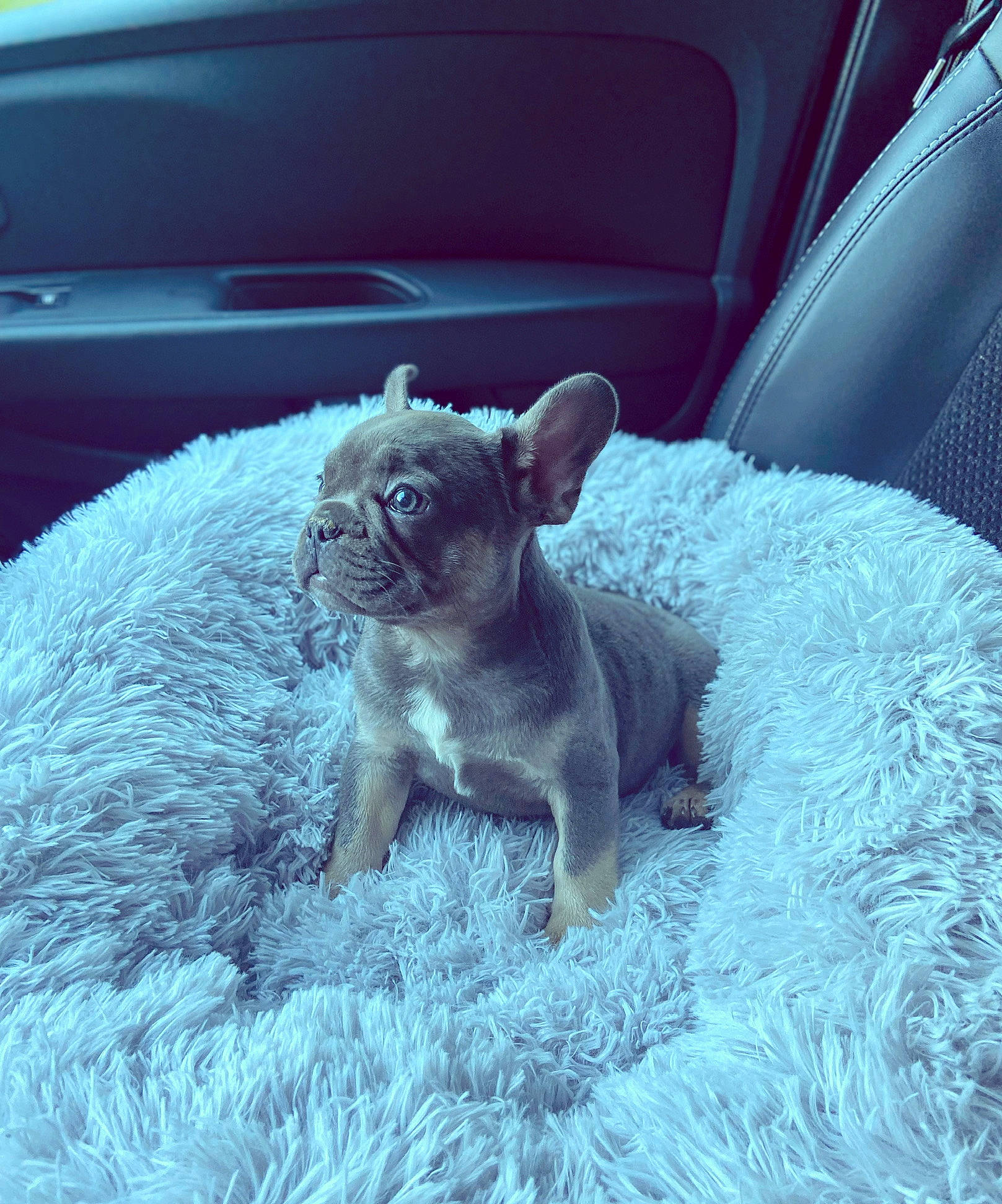 Oslo participe au concours pour gagner de l'argent avec cette photo : automotive_lighting, car, carnivore, companion_dog, dog, dog_breed, electric_blue, fawn, grass, hood, snout, tail, terrestrial_animal, tints_and_shades, toy_dog, vehicle_door, whiskers, window, windshield, working_animal