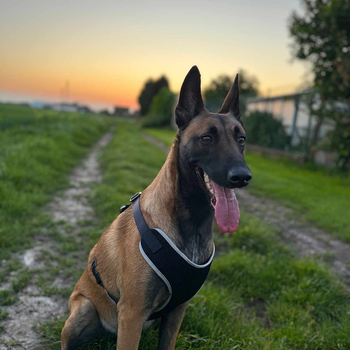Talya