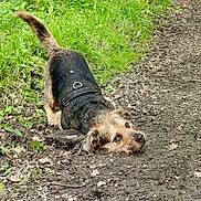 Fidéloux a rejoint le concours — aidez-le/la à gagner de superbes lots ! dog, mud, grass, path, outdoor, nature, animal, pet, playful, canine, earth, dirt, harness, tail, fur, cheeky, greenery, rolling, leaf, daylight