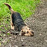 dog, mud, grass, path, outdoor, nature, animal, pet, playful, canine, earth, dirt, harness, tail, fur, cheeky, greenery, rolling, leaf, daylight