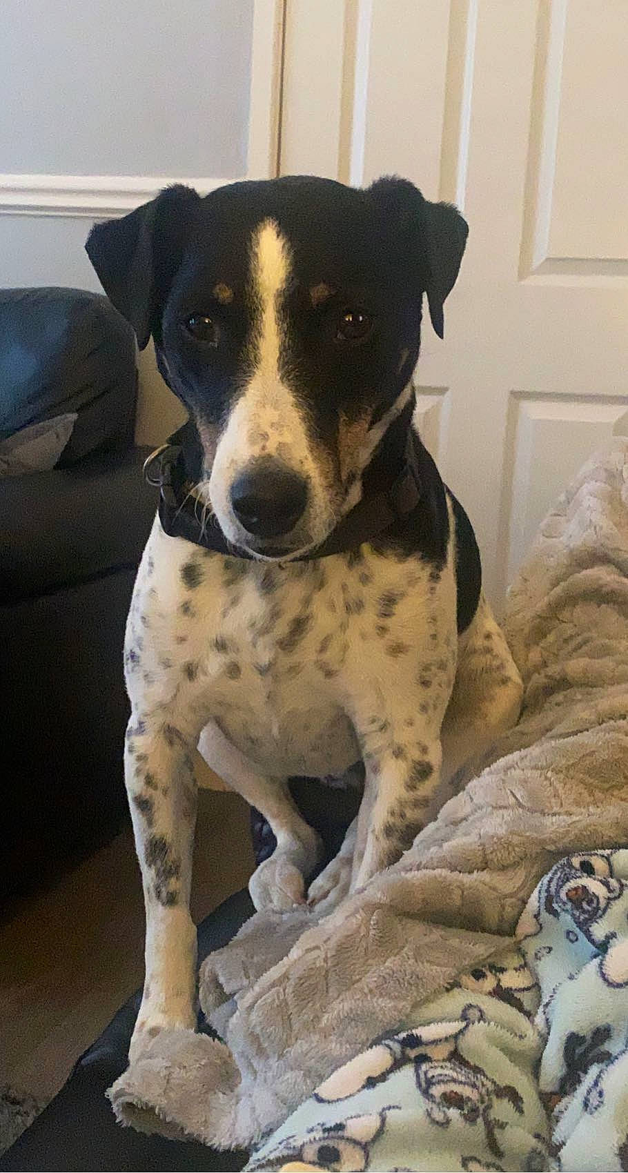 Buddy is registered to the contest to win money with this photo: carnivore, collar, comfort, companion_dog, dog, dog_breed, dog_collar, fawn, non_sporting_group, paw, sitting, snout, sporting_group, whiskers, window, windshield, working_animal, working_dog