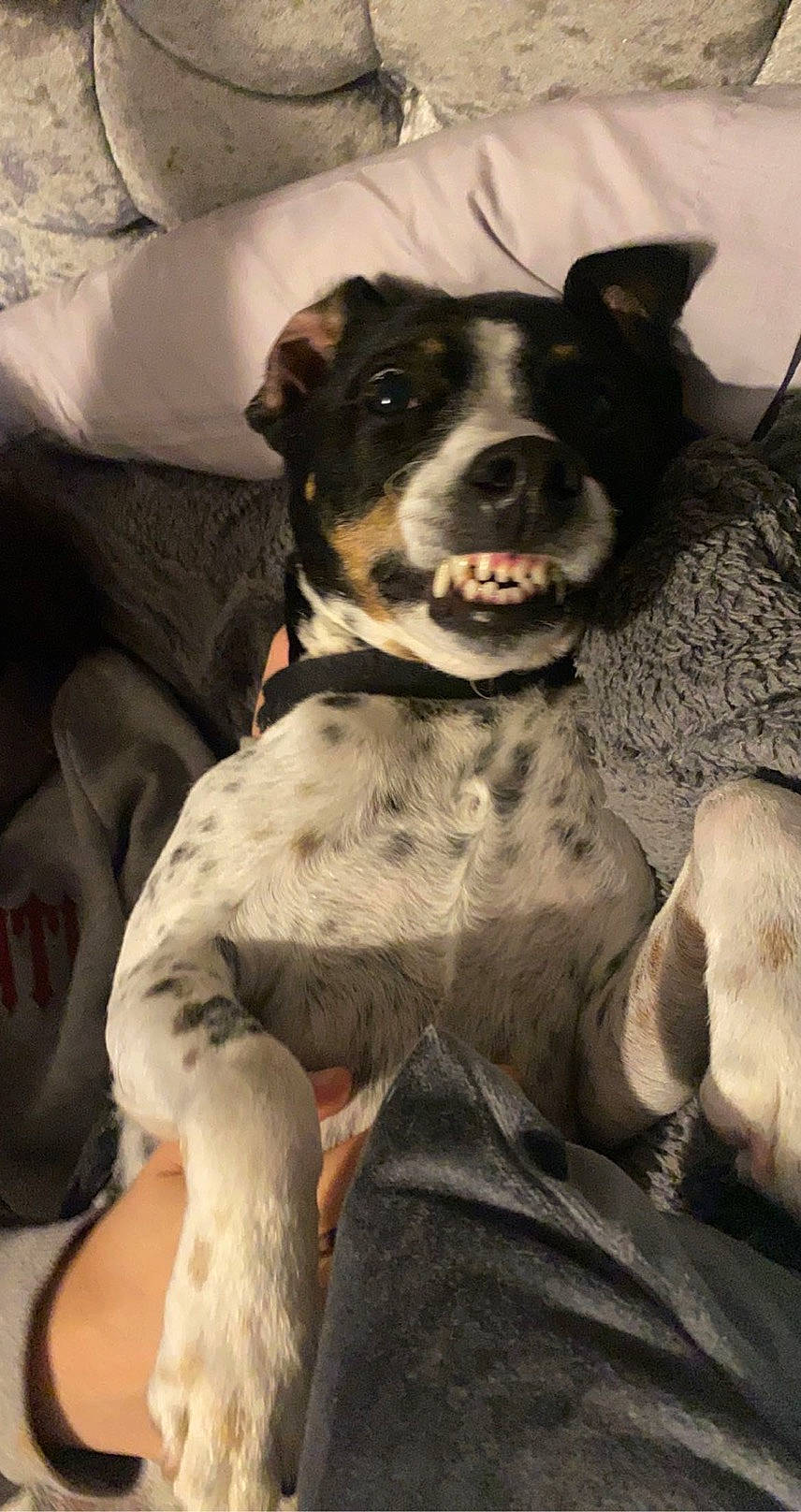 Buddy is registered to the contest to win money with this photo: canidae, carnivore, collar, comfort, companion_dog, dog, dog_breed, dog_collar, dog_supply, fawn, fur, non_sporting_group, paw, puppy, snout, sporting_group, terrestrial_animal, whiskers, working_animal, working_dog