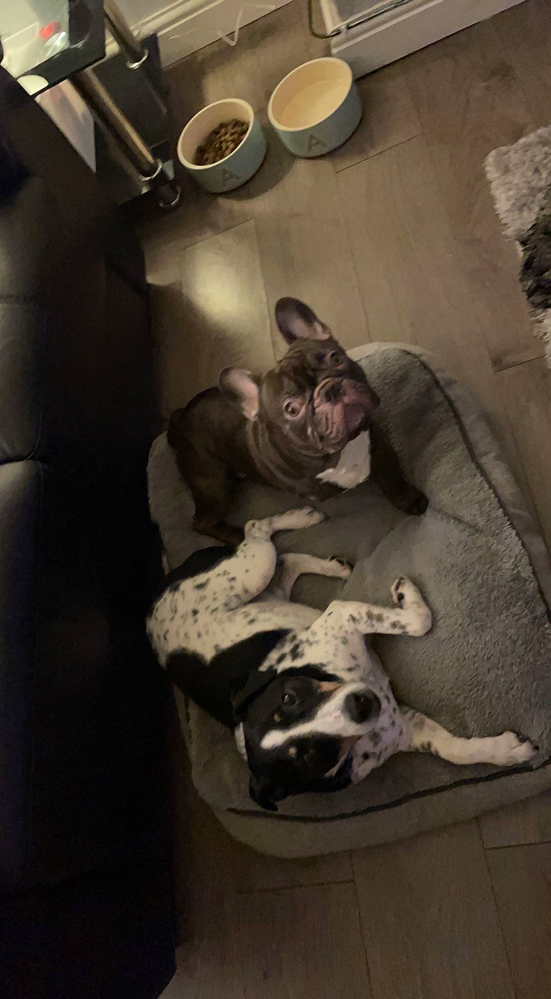 Buddy is registered to the contest to win money with this photo: canidae, carnivore, comfort, companion_dog, darkness, dog, dog_breed, eyewear, felidae, guard_dog, light_fixture, non_sporting_group, personal_protective_equipment, room, sitting, small_to_medium_sized_cats, snout, sporting_group, toy_dog, whiskers