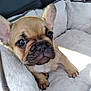 animal, canine, car_interior, close_up, cozy, cute, dog, ears, fluffy, french_bulldog, indoors, looking_up, nose, paws, pet_bed, puppy, resting, small_dog, white_bed, young_dog