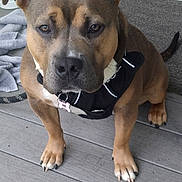 Bella is registered to the contest to win money with this photo: animal_portrait, broom, brown_fur, canine, close_up, companion, dog, domestic_animal, ears, friendly, harness, outdoor, paws, pet, porch, sitting, tag, tail, towel, wooden_floor