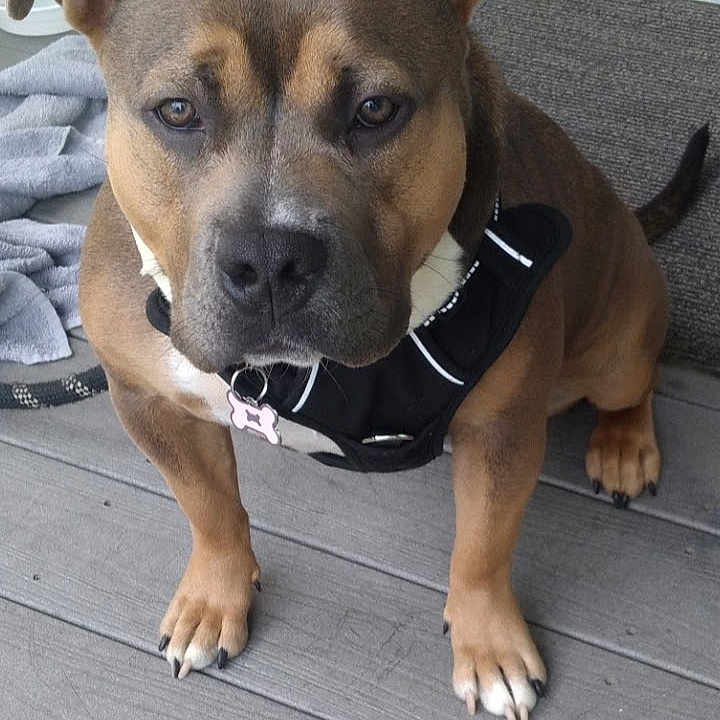 Bella is registered to the contest to win money with this photo: animal_portrait, broom, brown_fur, canine, close_up, companion, dog, domestic_animal, ears, friendly, harness, outdoor, paws, pet, porch, sitting, tag, tail, towel, wooden_floor