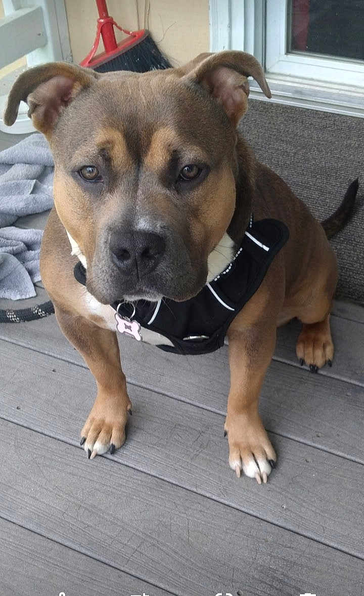 Bella