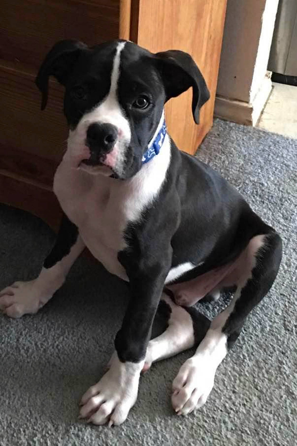 Tank joined the competition — help win amazing prizes! bored, boston_terrier, canidae, carnivore, collar, companion_dog, dog, dog_breed, dog_collar, fawn, flooring, fur, molosser, puppy, snout, sporting_group, tail, whiskers, working_animal, working_dog