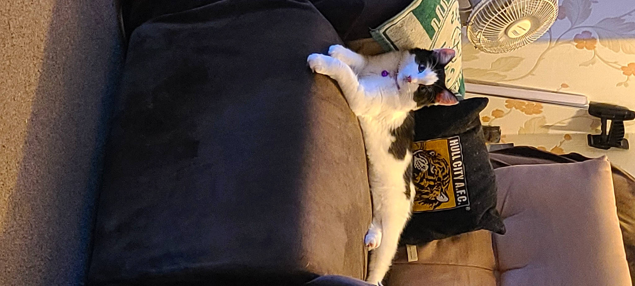 Freya joined the competition — help win amazing prizes! canidae, carnivore, cat, comfort, companion_dog, couch, dog_breed, event, fawn, felidae, fun, fur, linens, room, sitting, small_to_medium_sized_cats, sporting_group, tail, whiskers, winter