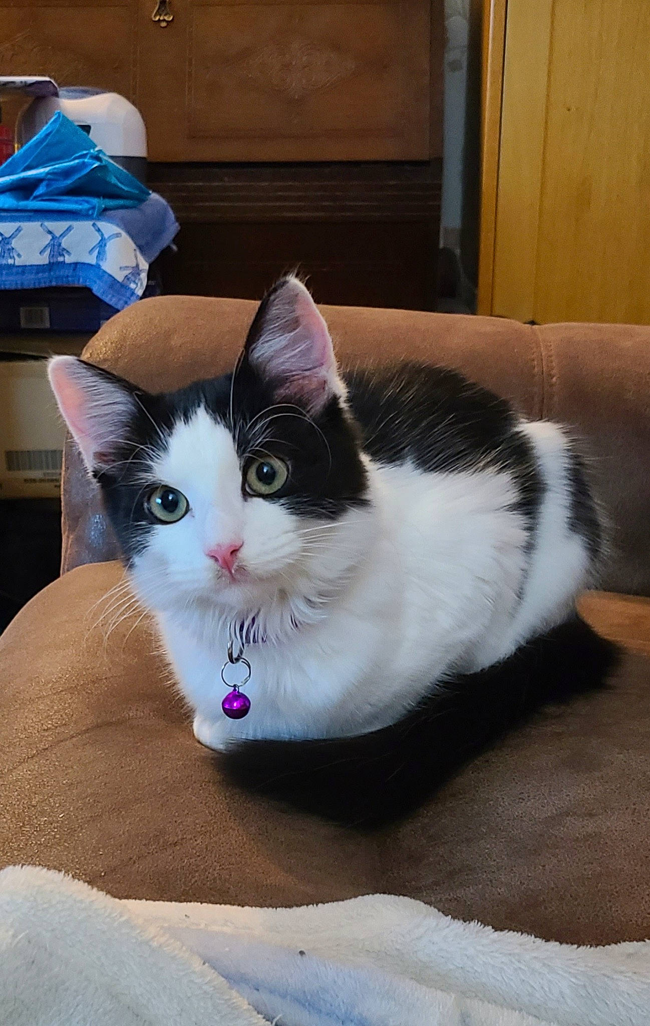 Freya joined the competition — help win amazing prizes! box, carnivore, cat, cat_supply, comfort, domestic_short_haired_cat, felidae, foot, fur, hardwood, paw, sitting, small_to_medium_sized_cats, tail, tree, whiskers, window