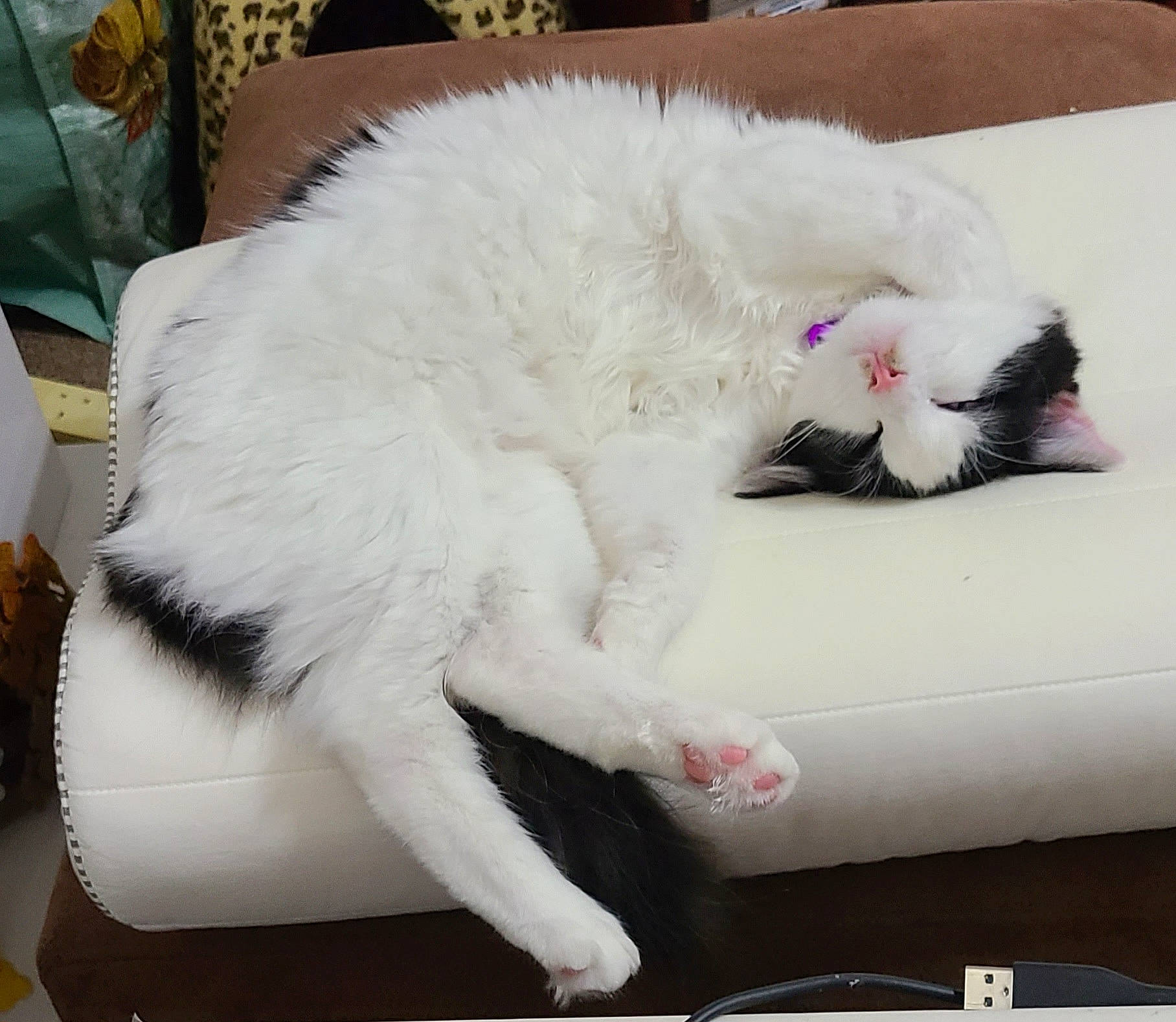 Freya joined the competition — help win amazing prizes! carnivore, cat, claw, comfort, domestic_short_haired_cat, fang, felidae, fur, paw, small_to_medium_sized_cats, snout, tail, whiskers