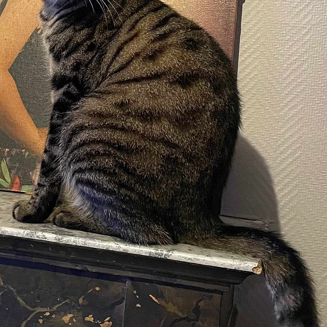 Tigibus a rejoint le concours — aidez-le/la à gagner de superbes lots ! animal, cat, closeup, curious, ears, feline, fur, indoor, looking, mantle, marble, painting, pet, portrait, sitting, striped, tabby, tail, wall, whiskers