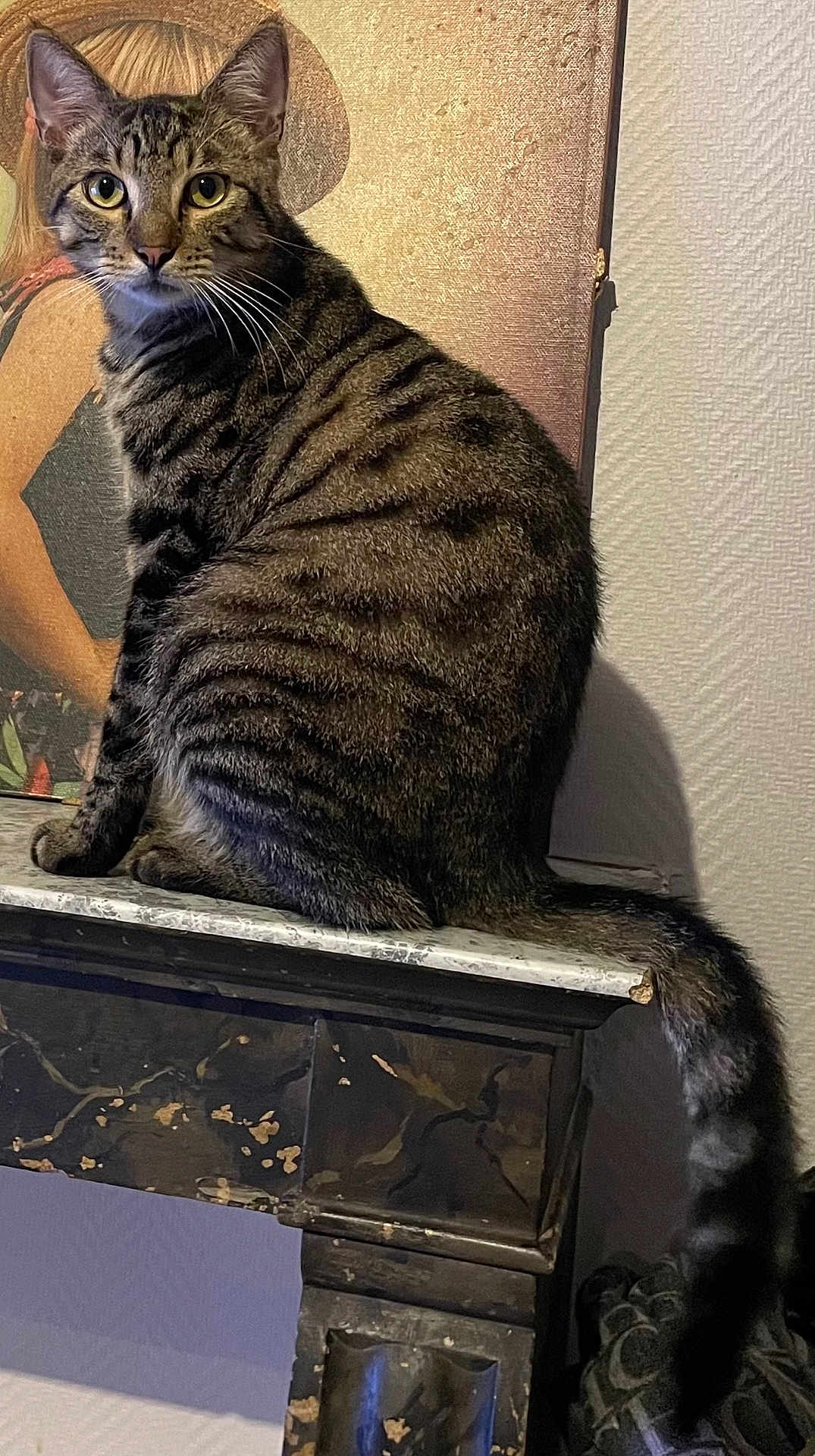 Tigibus a rejoint le concours — aidez-le/la à gagner de superbes lots ! cat, tabby, feline, pet, animal, indoor, sitting, marble, mantle, painting, wall, curious, striped, fur, whiskers, ears, tail, closeup, portrait, looking