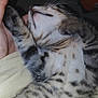 animal, cat, close_up, companion, cozy, cute, domestic_cat, feline, fur, hand, indoor, kitten, nap, paw, pet, relaxed, sleeping, soft, spotted, whiskers