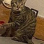 Tigibus a rejoint le concours — aidez-le/la à gagner de superbes lots ! cat, tabby, striped, pet, animal, indoor, floor, paw, curious, feline, whiskers, ears, tail, wall, socket, wood, baseboard, domestic, cute, sitting