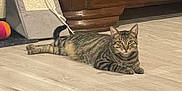 Tigibus participe au concours pour gagner de l'argent avec cette photo : cat, tabby_cat, striped_fur, floor, wood_floor, scratching_post, toy, indoor, pet, animal, feline, relaxed, alert, ears, whiskers, paws, tail, home, domestic_cat, resting