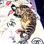animal, bed, blanket, cat, chanel, cozy, cute, fur, indoor, lip_print, logo, pattern, paw, pet, relaxed, resting, sleeping, striped, tabby, tail