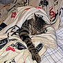 animal, bed, blanket, cat, comfort, cozy, cute, domestic, fur, indoors, paw, pet, relaxation, resting, sleeping, snug, soft, striped, tabby, warm