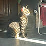 animal, beam_of_light, cat, clothing, contemplative, cozy, domestic, floor, furniture, indoor, pet, quiet, relaxed, shadow, side_view, sitting, sunlight, tabby, warm_light, whiskers