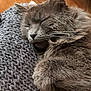 Sacha a rejoint le concours — aidez-le/la à gagner de superbes lots ! cat, sleeping, gray_fur, fluffy, cozy, knit_blanket, indoor, pet, whiskers, paw, relaxation, closeup, cute, fur, animal, rest, comfort, domestic_cat, nap, warm