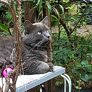 Sacha participe au concours pour gagner de l'argent avec cette photo : cat, gray_cat, fluffy, outdoor, garden, greenery, table, animal, pet, relaxed, nature, plant, leaves, toy, pink_ball, orange_ball, whiskers, fur, domestic_cat, resting