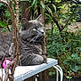 cat, gray_cat, fluffy, outdoor, garden, greenery, table, animal, pet, relaxed, nature, plant, leaves, toy, pink_ball, orange_ball, whiskers, fur, domestic_cat, resting