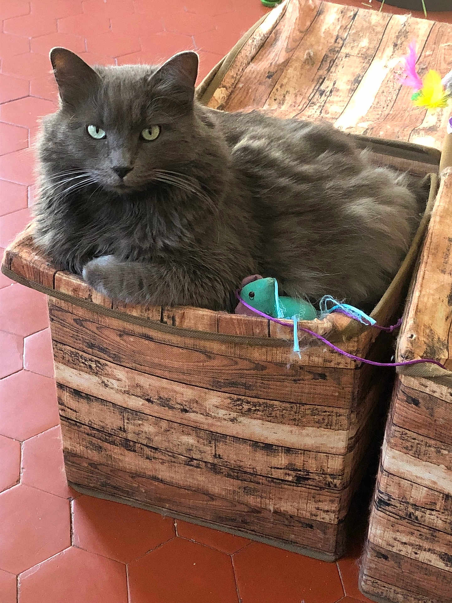 Sacha participe au concours pour gagner de l'argent avec cette photo : cat, gray_cat, fluffy, basket, toy_mouse, indoor, relaxed, pet, feline, cozy, wood_pattern, floor, tile_floor, close_up, animal, cute, domestic_cat, resting, whiskers, ears