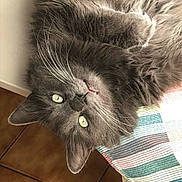 Sacha participe au concours pour gagner de l'argent avec cette photo : cat, gray_cat, fluffy, upside_down, green_eyes, whiskers, striped_fabric, indoor, pet, cute, relaxed, close_up, feline, soft_fur, tongue, table, tile_floor, domestic_cat, resting, curious