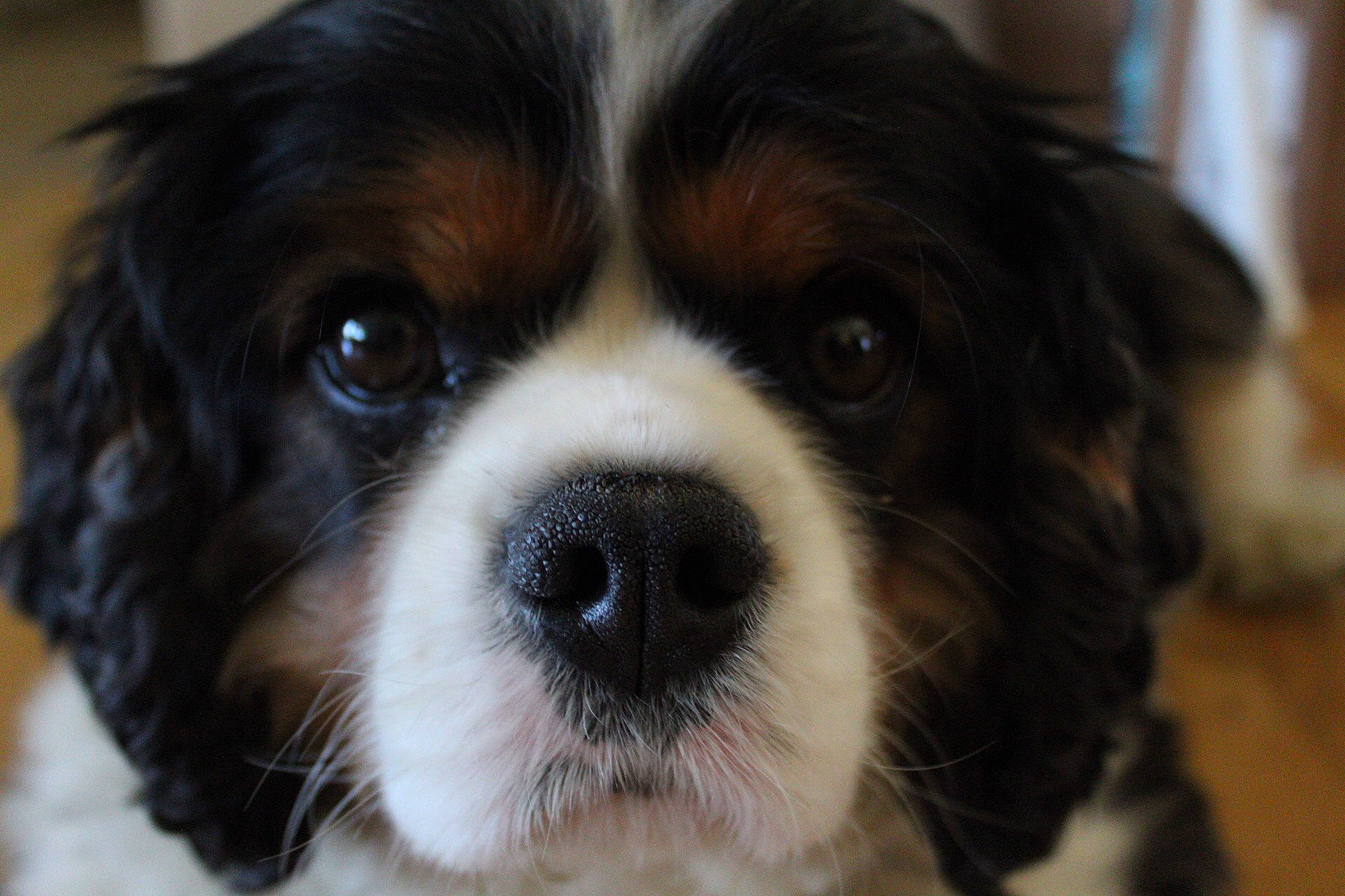 Archibald Kingston is registered to the contest to win money with this photo: canidae, carnivore, cavalier_king_charles_spaniel, close_up, companion_dog, dog, dog_breed, fawn, king_charles_spaniel, mammal, nose, phalene, puppy, puppy_love, rare_breed_dog, snout, spaniel, sporting_group, toy_dog, vertebrate