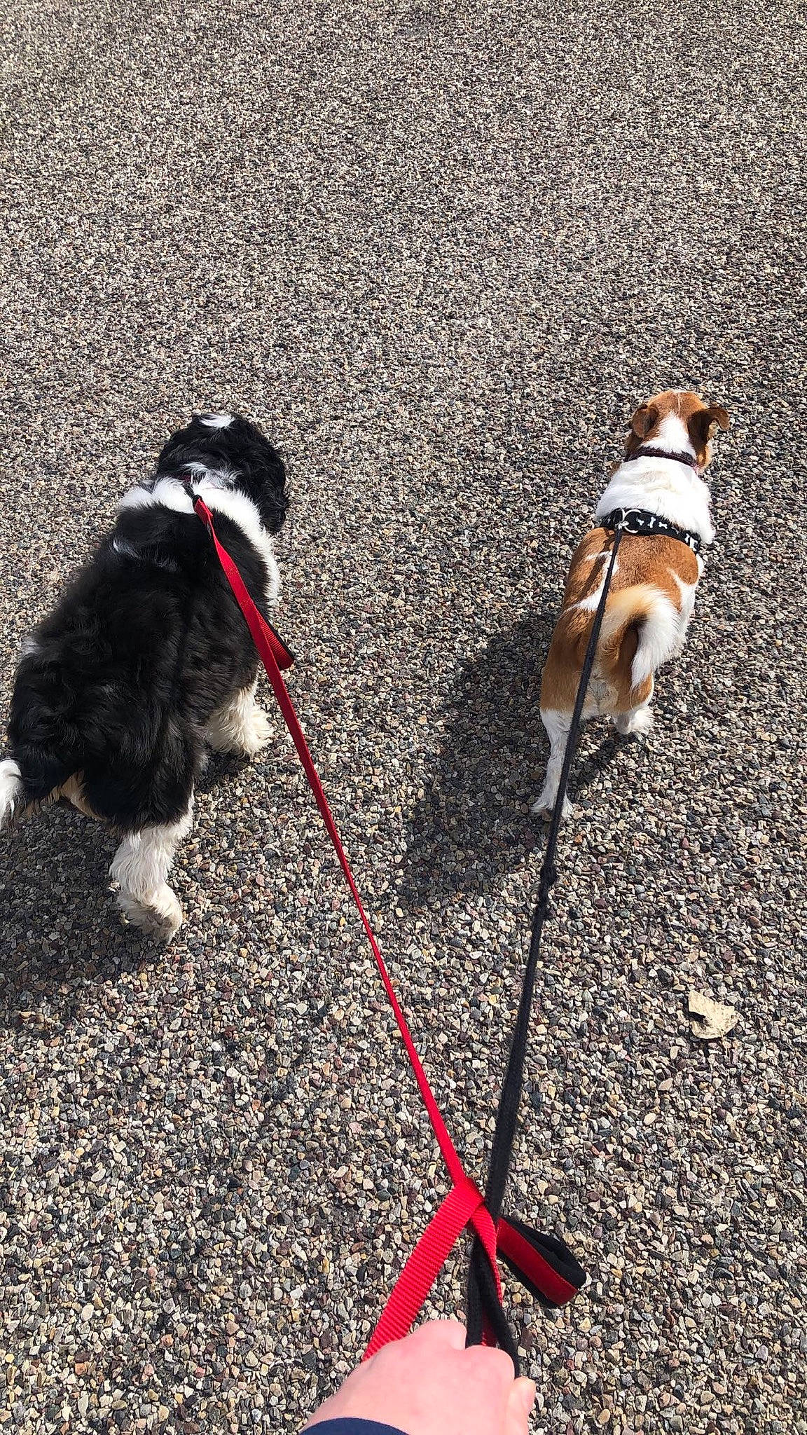 Archibald Kingston is registered to the contest to win money with this photo: canidae, carnivore, companion_dog, dog, dog_breed, leash, shih_tzu, sporting_group, tail