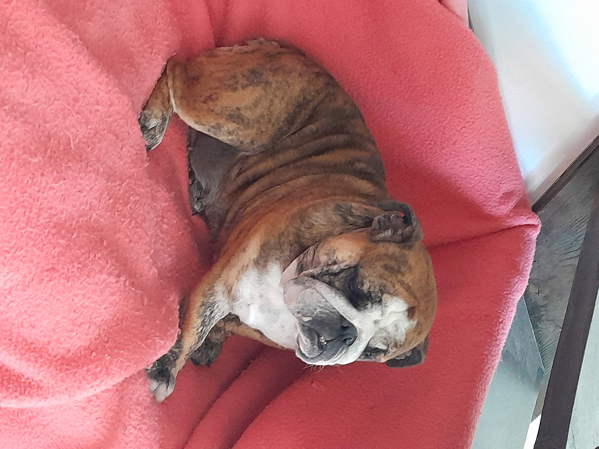 Rubby a rejoint le concours — aidez-le/la à gagner de superbes lots ! australian_bulldog, bored, bulldog, canidae, carnivore, comfort, companion_dog, dog, dog_breed, fawn, fur, nap, olde_english_bulldogge, snout, sporting_group, terrestrial_animal, toy_dog, whiskers, white_english_bulldog, wrinkle