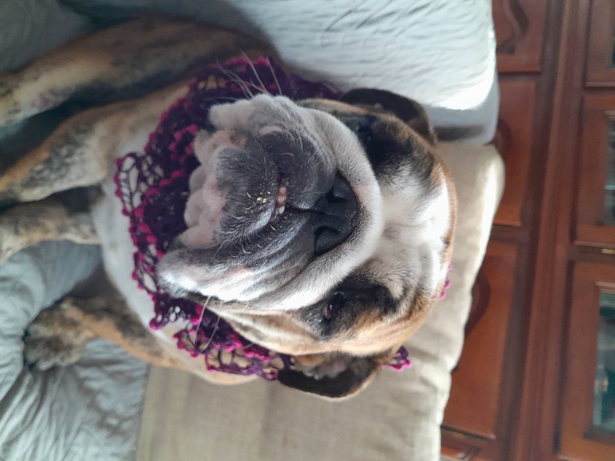 Rubby participe au concours pour gagner de l'argent avec cette photo : canidae, carnivore, collar, comfort, companion_dog, dog, dog_breed, fashion_accessory, fawn, fur, leash, pet_supply, snout, sporting_group, whiskers, window, wood, wool, working_animal, wrinkle