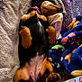 Ruth Bader Ginsberg joined the competition — help win amazing prizes! animal, bed, blanket, collar, comfort, cozy, cute, dog, fur, indoor, napping, paw, pet, puppy, relaxation, resting, sleeping, snuggle, soft, warm
