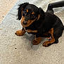 Ruth Bader Ginsberg joined the competition — help win amazing prizes! adorable, animal, black_and_tan, carpet, chair_leg, cute, dachshund, dog, domestic_animal, ears, floor, fur, indoor, looking_up, paw, pet, puppy, sitting, small_dog, young_dog