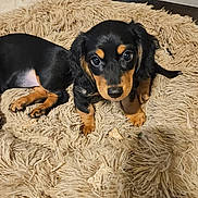 Ruth Bader Ginsberg joined the competition — help win amazing prizes! adorable, animal, black_and_tan, bone_treat, canine, curious, cute, dog, ears, fluffy_rug, fur, indoor, looking, lying_down, nose, pet, puppy, small, toy, young