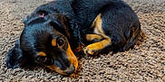 Ruth Bader Ginsberg joined the competition — help win amazing prizes! animal, black, carpet, close_up, cozy, curled_up, cute, dog, ears, fur, indoor, looking_up, lying_down, nose, paws, pet, puppy, small, tan, young
