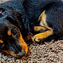 animal, black, carpet, close_up, cozy, curled_up, cute, dog, ears, fur, indoor, looking_up, lying_down, nose, paws, pet, puppy, small, tan, young