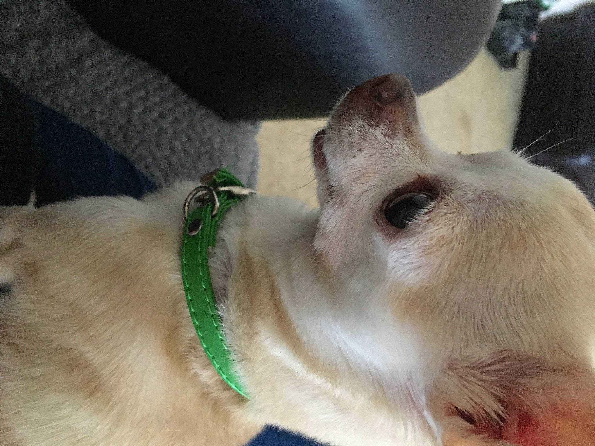 Heidi a rejoint le concours — aidez-le/la à gagner de superbes lots ! canidae, carnivore, claw, collar, companion_dog, dog, dog_breed, dog_collar, ear, fawn, felidae, fur, paw, pet_supply, small_to_medium_sized_cats, snout, sporting_group, thai, whiskers, working_animal