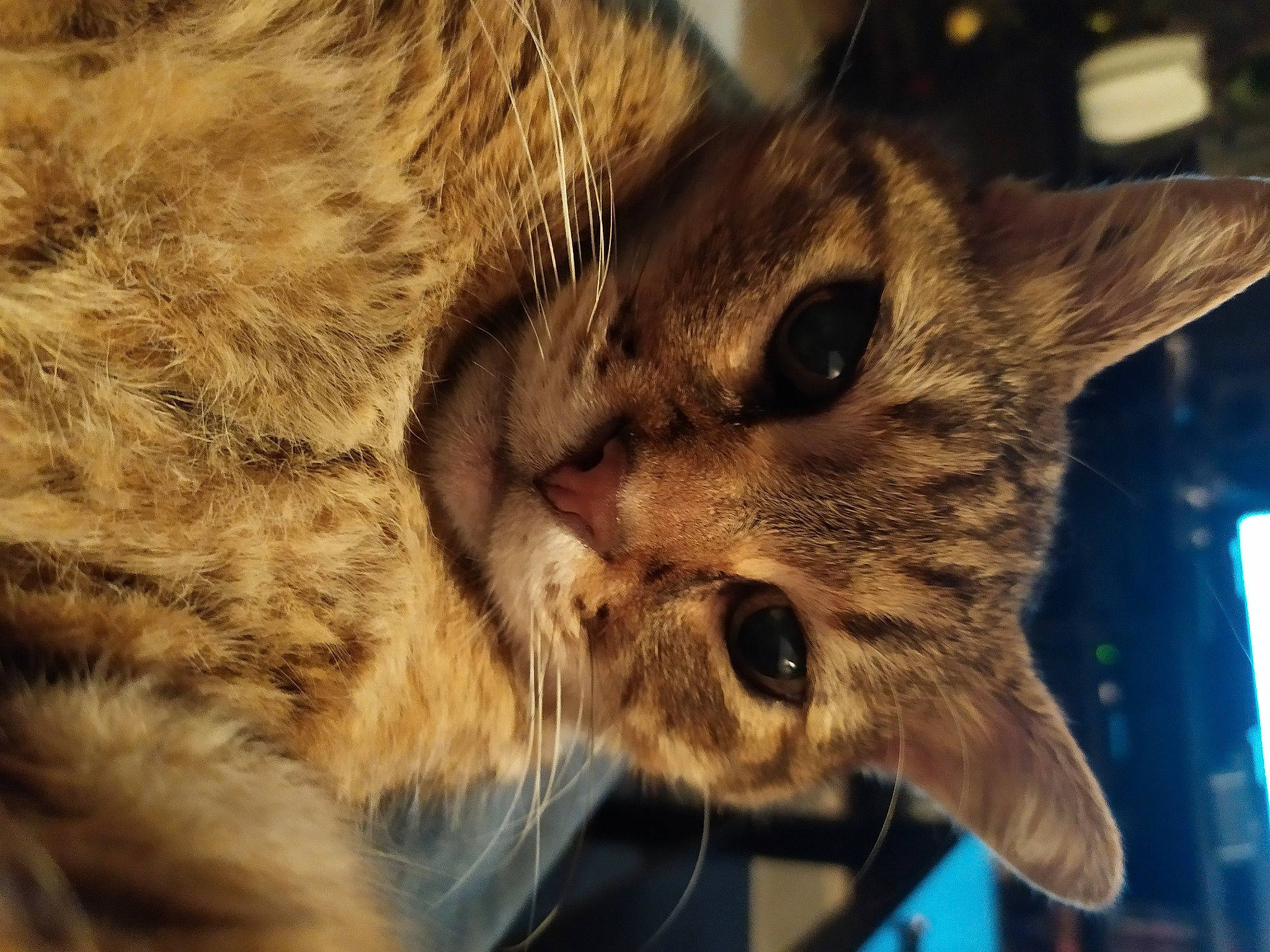 Pignou a rejoint le concours — aidez-le/la à gagner de superbes lots ! asian, bengal, california_spangled, carnivore, cat, close_up, domestic_short_haired_cat, dragon_li, european_shorthair, eye, felidae, fur, mammal, nose, ocicat, pixie_bob, small_to_medium_sized_cats, snout, tabby_cat, whiskers