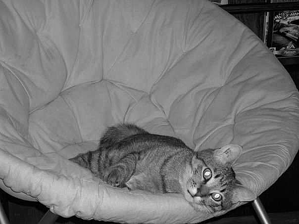 Pignou a rejoint le concours — aidez-le/la à gagner de superbes lots ! asian, black_and_white, carnivore, cat, comfort, felidae, furniture, kitten, nap, sleep, small_to_medium_sized_cats, style, whiskers