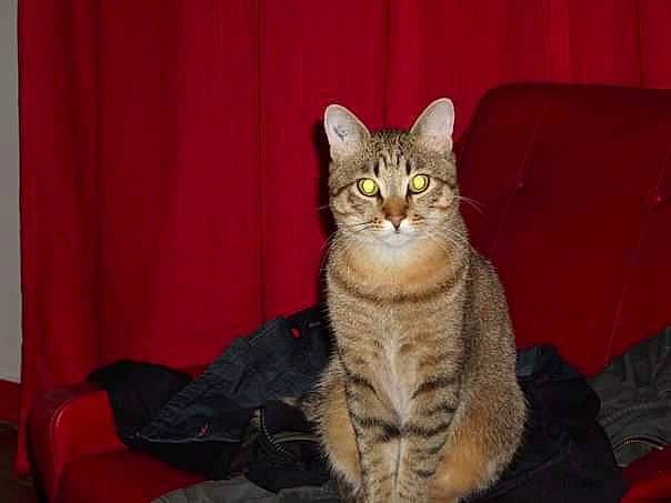 Pignou a rejoint le concours — aidez-le/la à gagner de superbes lots ! american_shorthair, american_wirehair, arabian_mau, asian, australian_mist, california_spangled, carnivore, cat, chausie, domestic_short_haired_cat, dragon_li, european_shorthair, felidae, mammal, ocicat, pixie_bob, small_to_medium_sized_cats, tabby_cat, vertebrate, whiskers