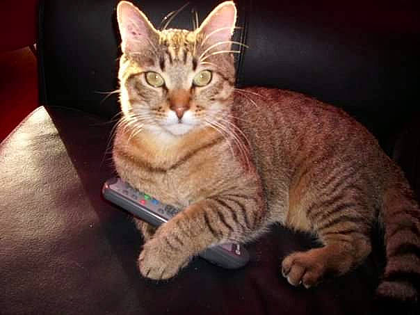 Pignou a rejoint le concours — aidez-le/la à gagner de superbes lots ! american_shorthair, arabian_mau, asian, australian_mist, california_spangled, carnivore, cat, domestic_short_haired_cat, dragon_li, european_shorthair, felidae, kitten, mammal, ocicat, pixie_bob, small_to_medium_sized_cats, sokoke, tabby_cat, vertebrate, whiskers