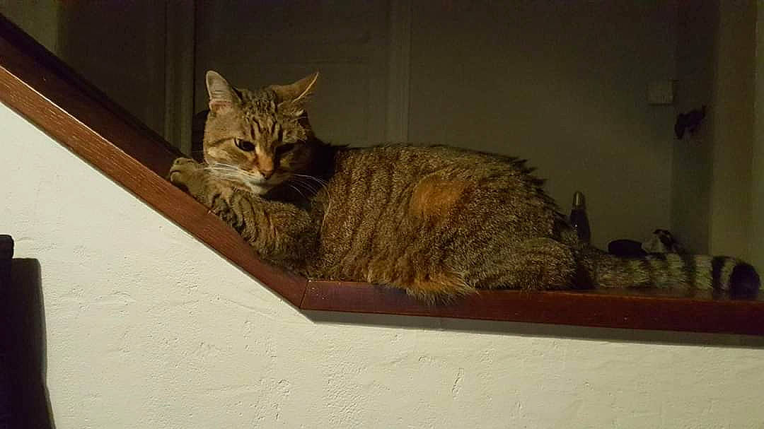 Pignou participe au concours pour gagner de l'argent avec cette photo : asian, bengal, bobcat, california_spangled, carnivore, cat, chausie, domestic_short_haired_cat, dragon_li, european_shorthair, felidae, mammal, ocicat, small_to_medium_sized_cats, tabby_cat, toyger, whiskers, wild_cat