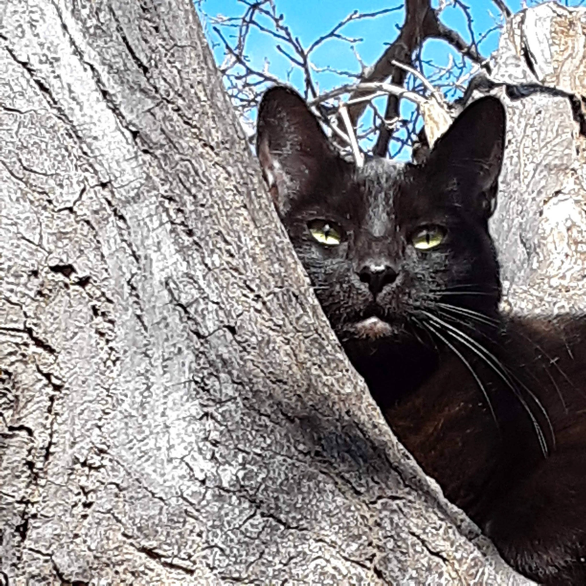 Spooks joined the competition — help win amazing prizes! black_cat, carnivore, cat, domestic_short_haired_cat, electric_blue, eye, felidae, fur, monochrome_photography, organism, plant, small_to_medium_sized_cats, snout, terrestrial_animal, tree, trunk, twig, whiskers, wildlife, wood