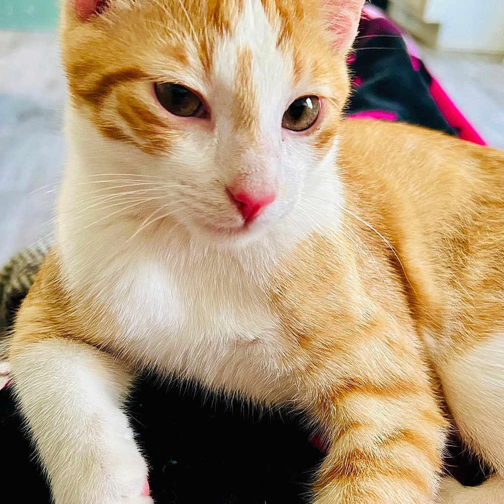 Pumpkin is registered to the contest to win money with this photo: animal, cat, close_up, cozy, cute, domestic_animal, ears, eyes, feline, fur, indoor, nose, orange_cat, paw, pet, relaxed, resting, soft, whiskers, white_cat