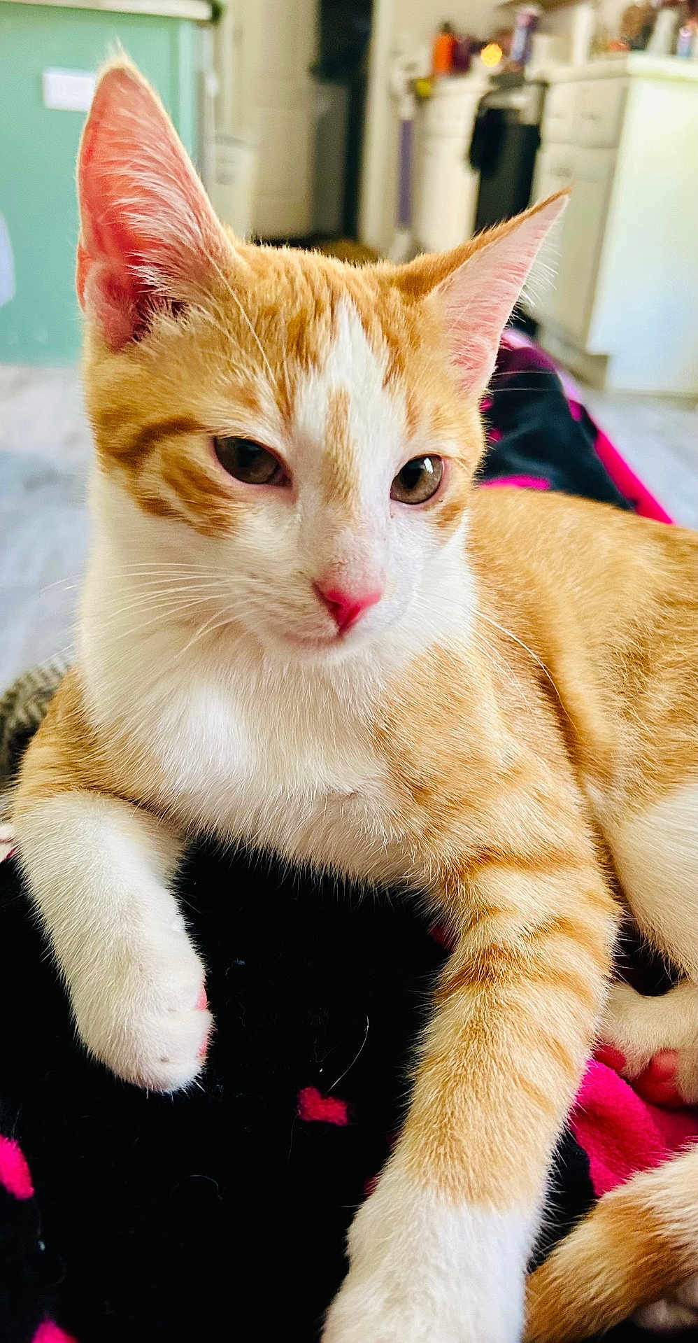 Pumpkin is registered to the contest to win money with this photo: cat, orange_cat, white_cat, pet, indoor, close_up, fur, animal, cute, relaxed, whiskers, ears, paw, nose, eyes, domestic_animal, feline, cozy, resting, soft